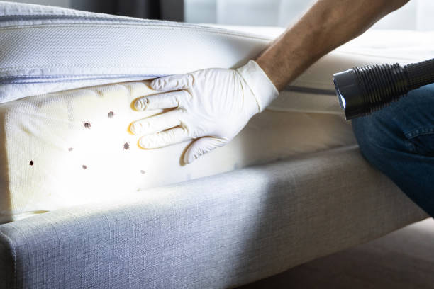 Best Local Pest Control Services  in Elgin, MN